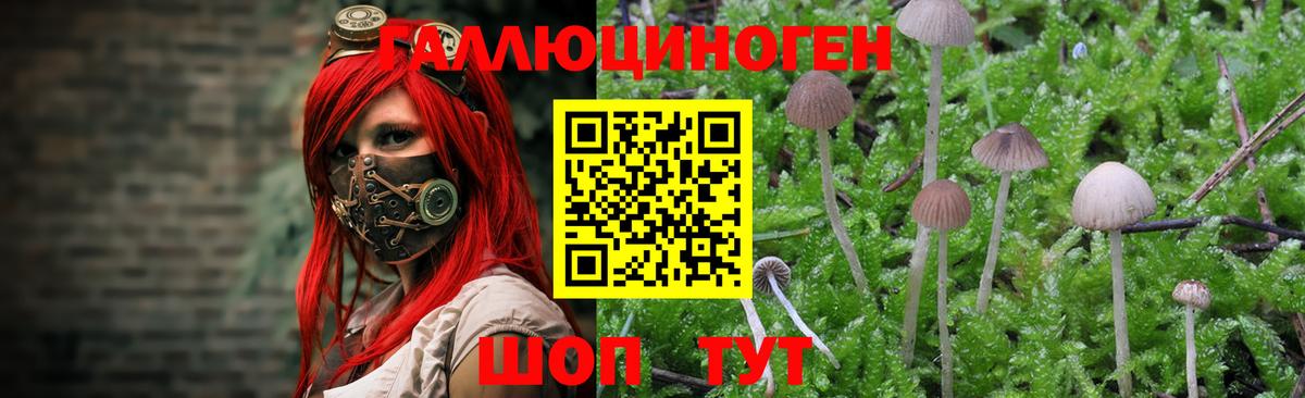 Псилоцибиновые грибы Psilocybe Сертолово